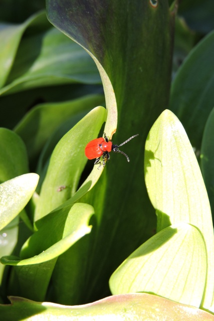 Scarlet Lily Beetles